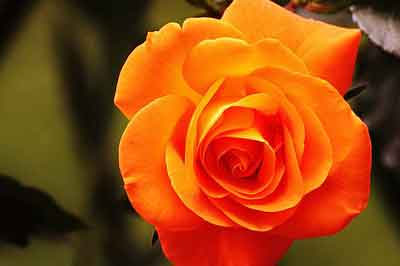 Оранжевая роза